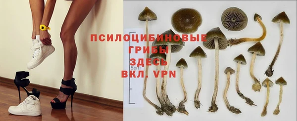 ГАЛЛЮЦИНОГЕННЫЕ ГРИБЫ Корсаков